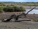 Drift wood in a dried riverbed